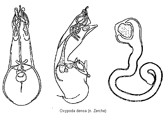 oxypoda_densa.gif