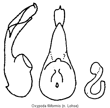 oxypoda_filiformis.gif