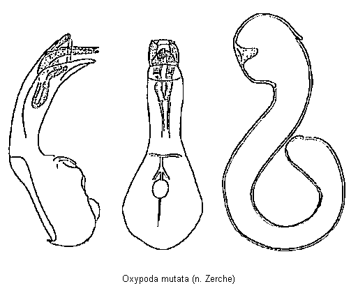 oxypoda_mutata.gif