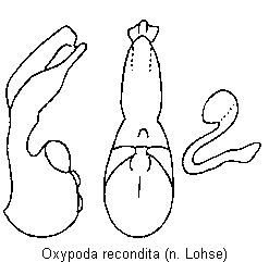 oxypoda_recondita.gif