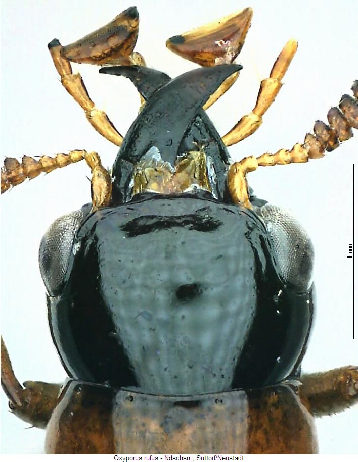oxyporus_rufus_k.jpg