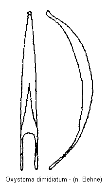 oxystoma_dimidiatum.gif