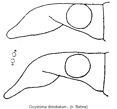 oxystoma_dimidiatum_k.gif