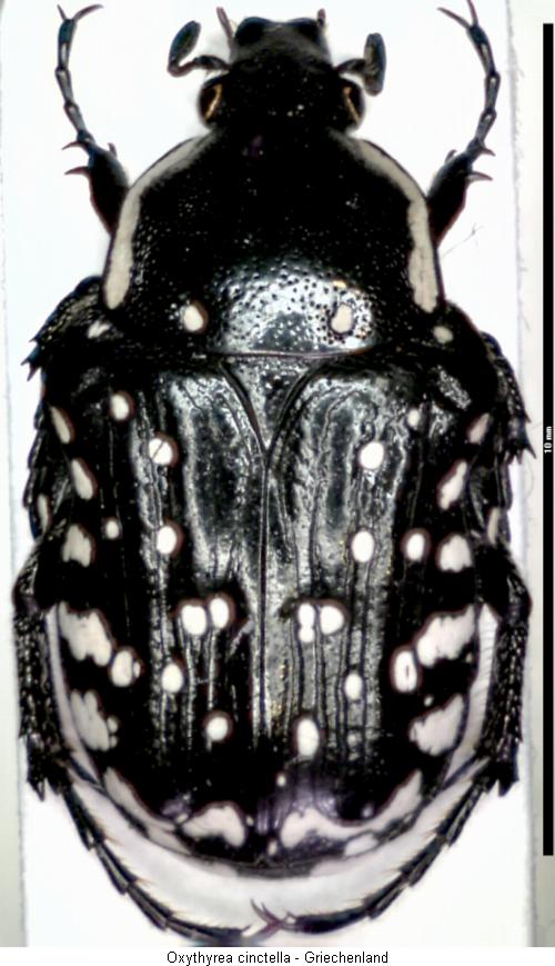 oxythyrea_cinctella_hab.jpg