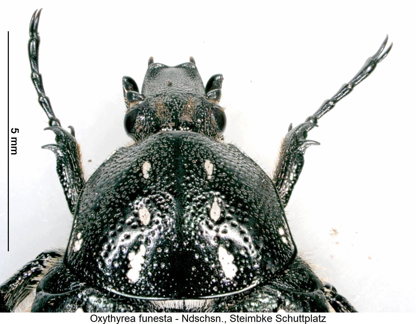 oxythyrea_funesta_vk.jpg