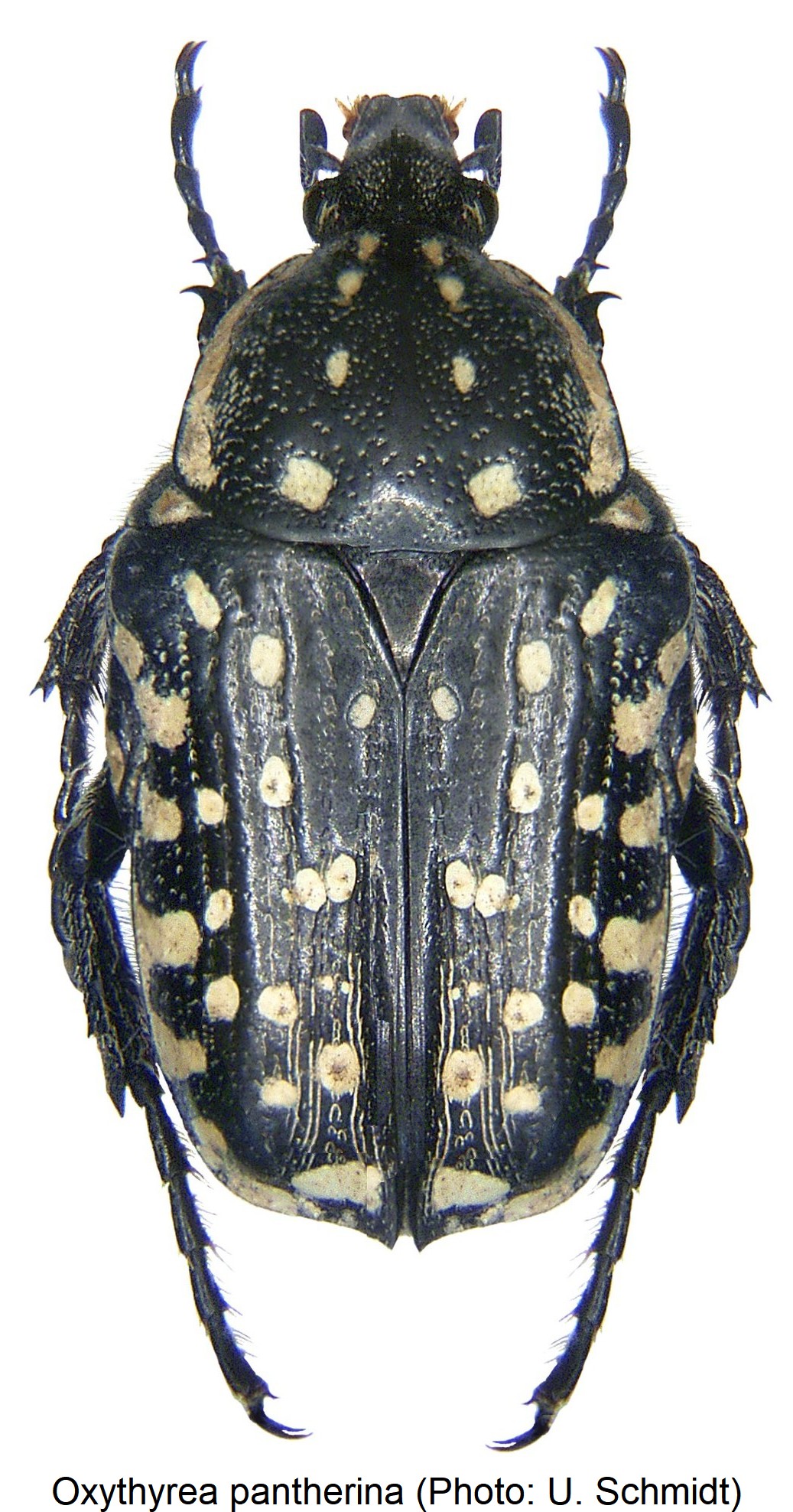 oxythyrea_pantherina_hab-1.jpg