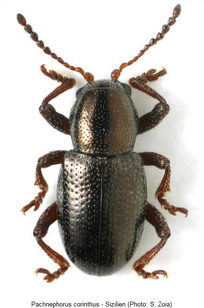 pachnephorus_corinthus_hab.jpg
