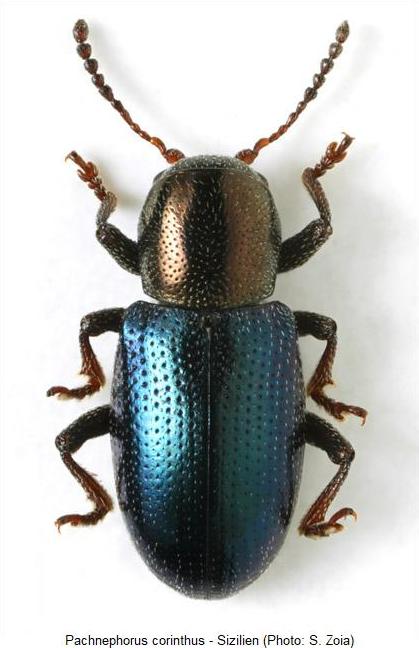 pachnephorus_corinthus_hab1.jpg