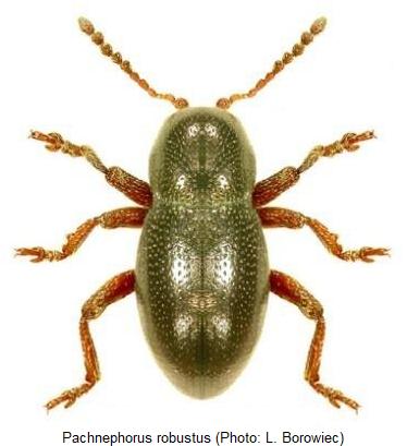 pachnephorus_robustus_hab.jpg