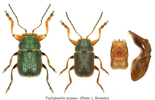 pachybrachis_azureus.jpg