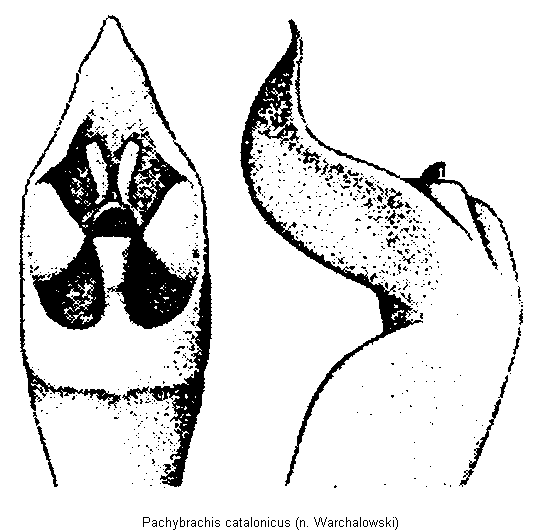 pachybrachis_catalonicus.gif