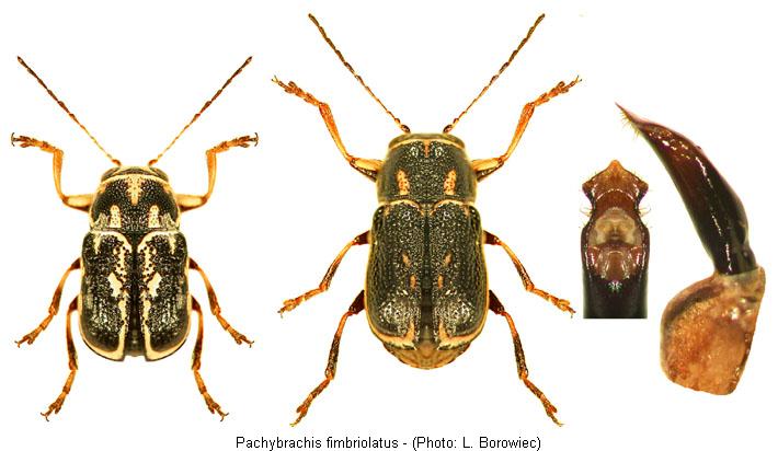 pachybrachis_fimbriolatus.jpg