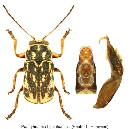 pachybrachis_hippophaes1.jpg