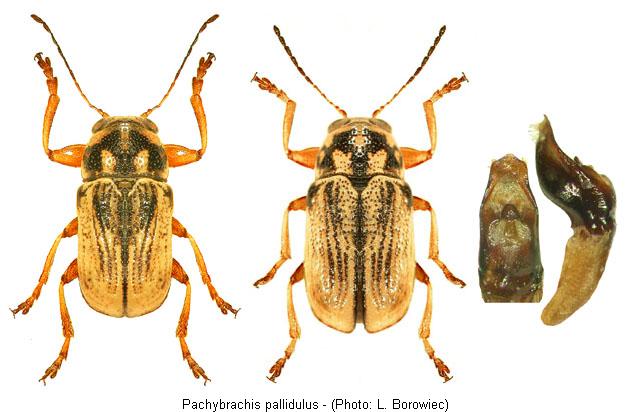 pachybrachis_pallidulus1.jpg
