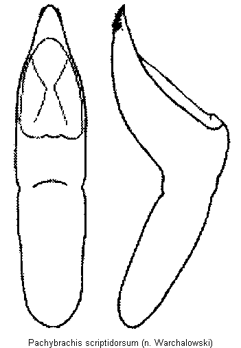 pachybrachis_scriptidorsum.gif