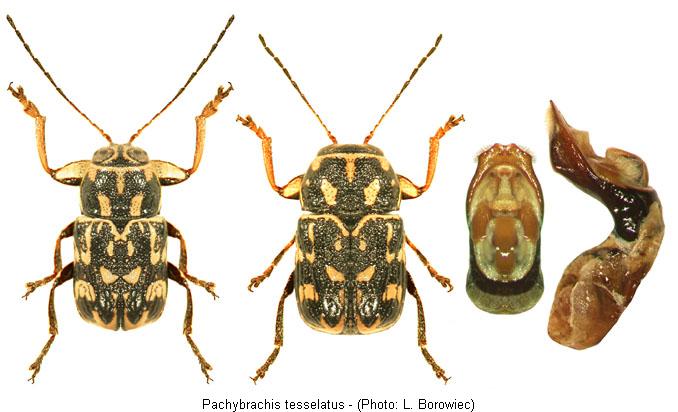 pachybrachis_tesselatus1.jpg