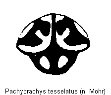 pachybrachys_tesselatus_pyg.gif