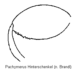 pachymerus_hschl.gif