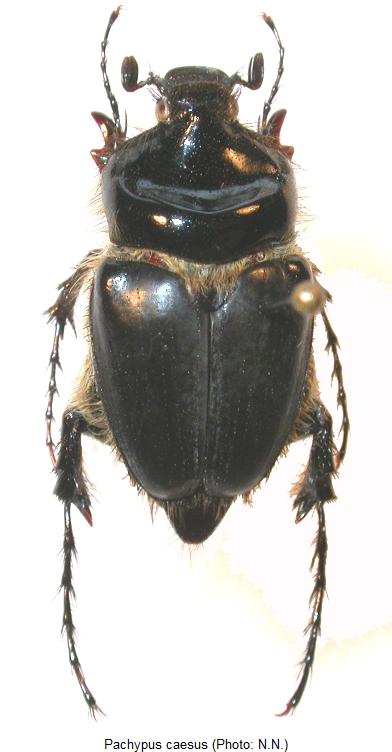 pachypus_caesus_hab.jpg