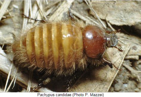 pachypus_candidae_hab..jpg