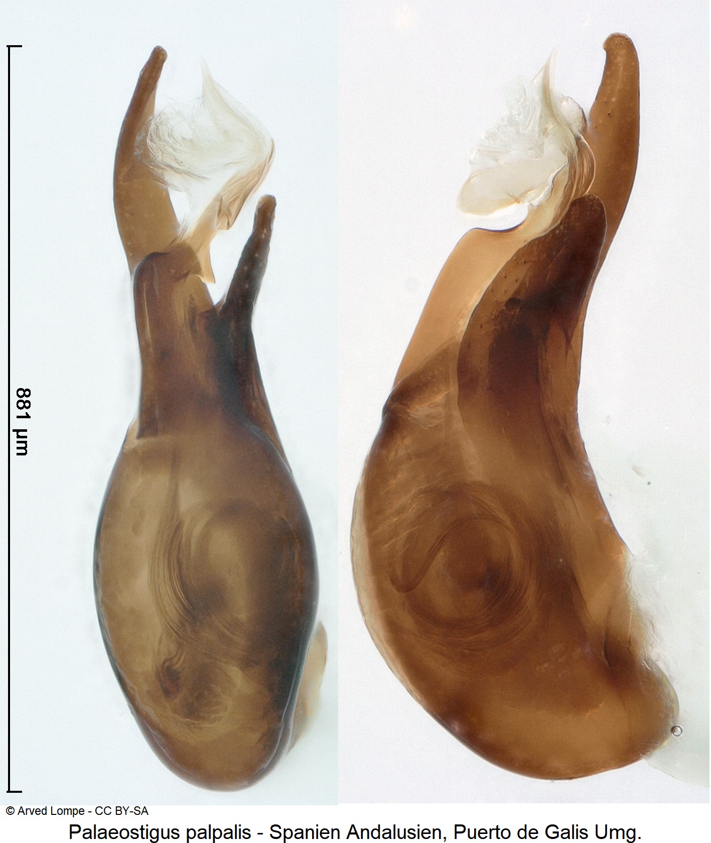 palaeostigus_palpalis_$17217.jpg