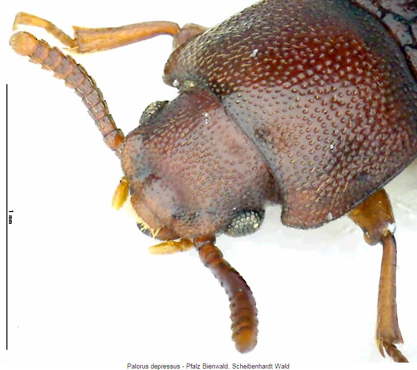 palorus_depressus_k.jpg