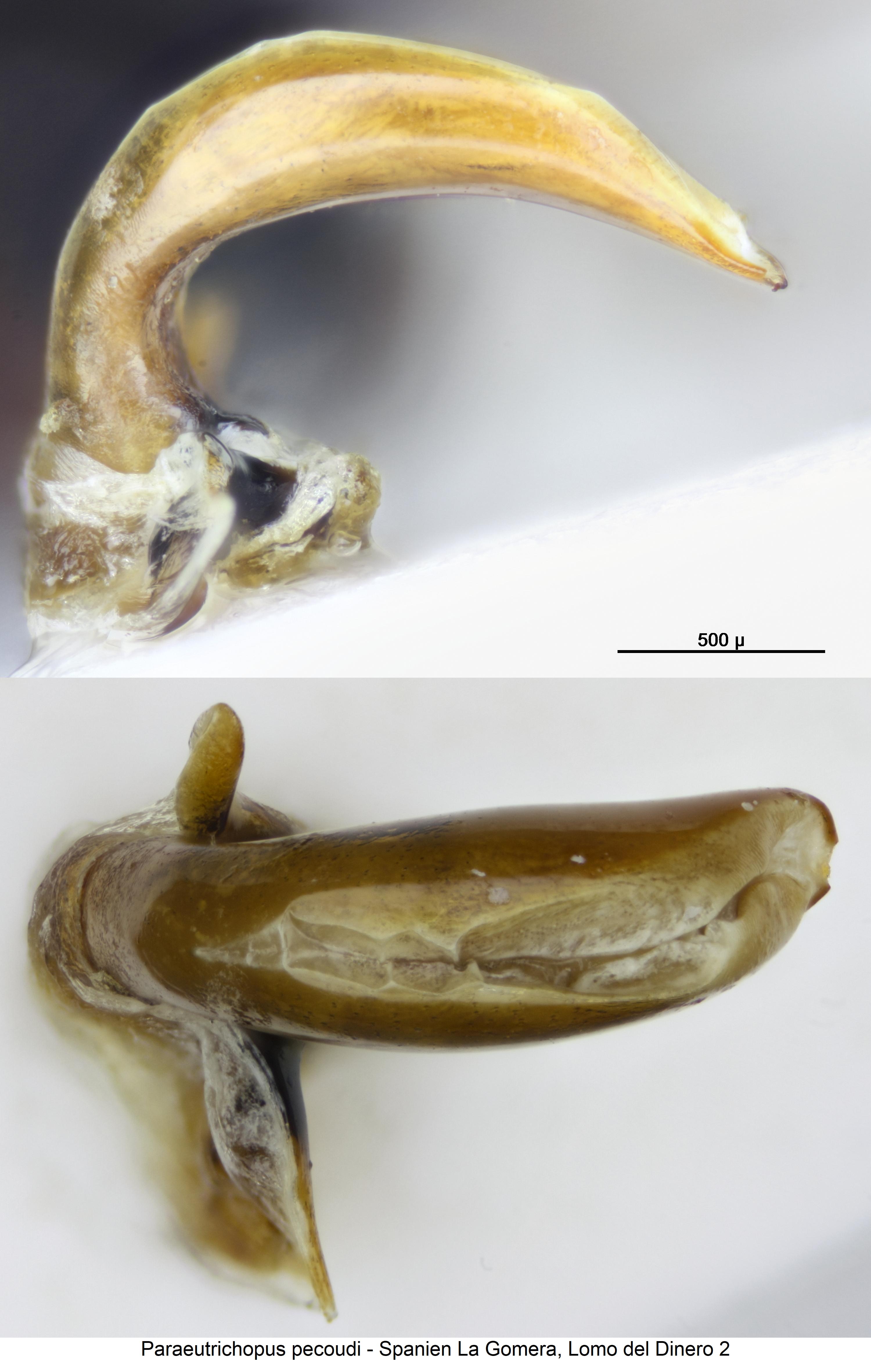 paraeutrichopus_pecoudi.jpg