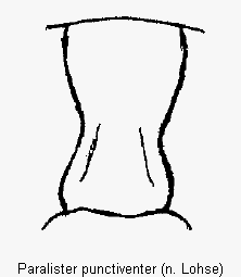 paralister_punctiventer_vbr.gif