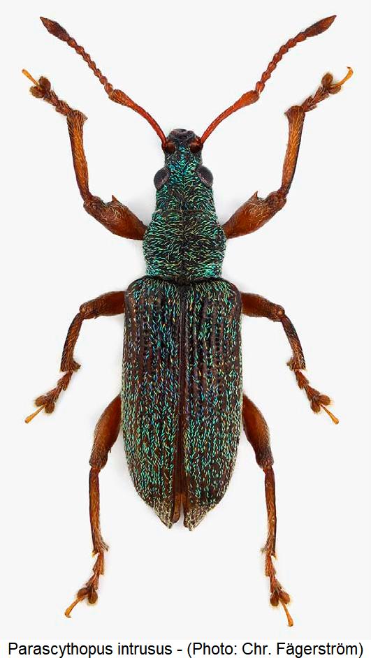 parascythopus_intrusus_hab.jpg