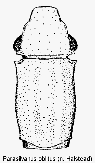 parasilvanus_oblitus_vk.gif