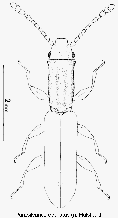 parasilvanus_ocellatus_hab.gif