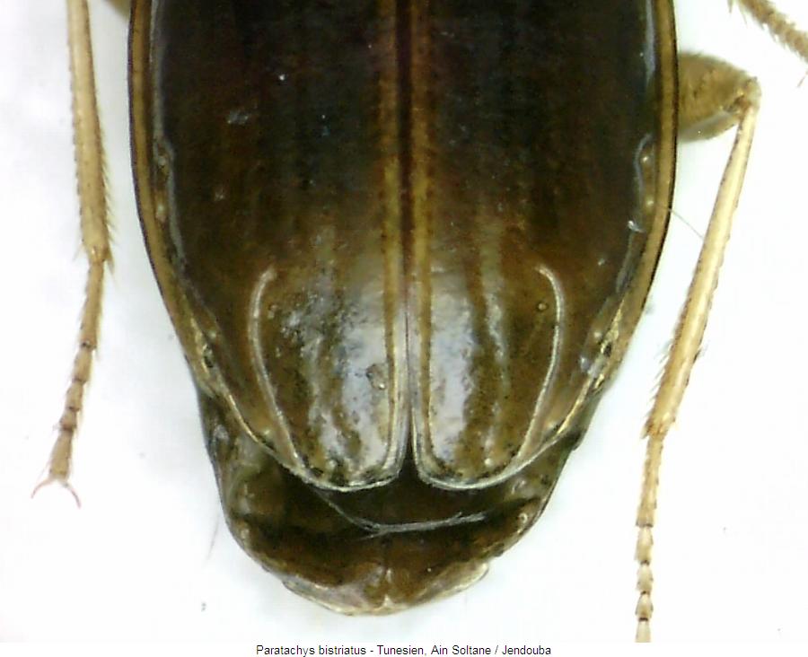 paratachys_bistriatus_fld.jpg