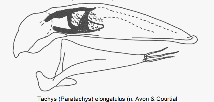 paratachys_elongatulus.gif