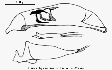 paratachys_micros_c&w.gif