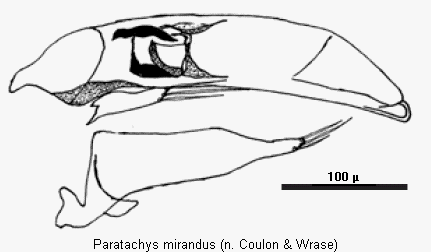 paratachys_mirandus.gif