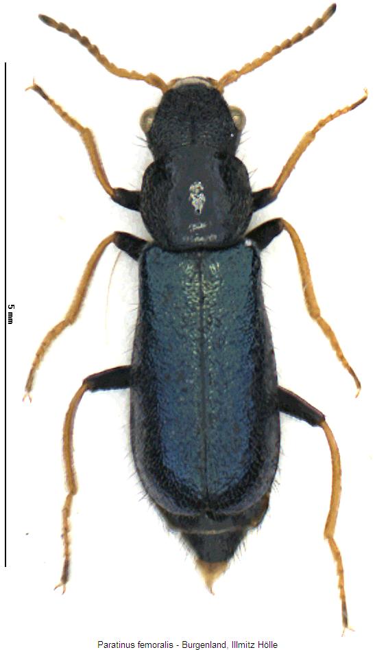 paratinus_femoralis_hab.jpg