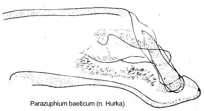parazuphium_baeticum1_aed.jpg