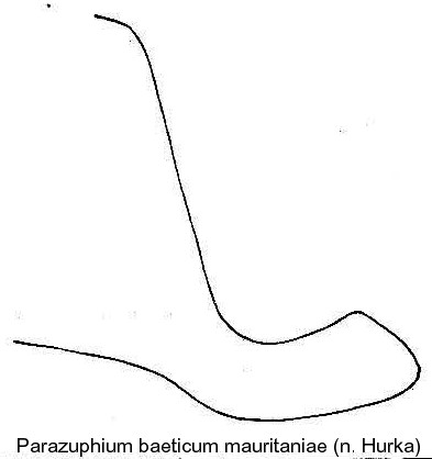 parazuphium_baeticum_mauritaniae1_aed.jpg
