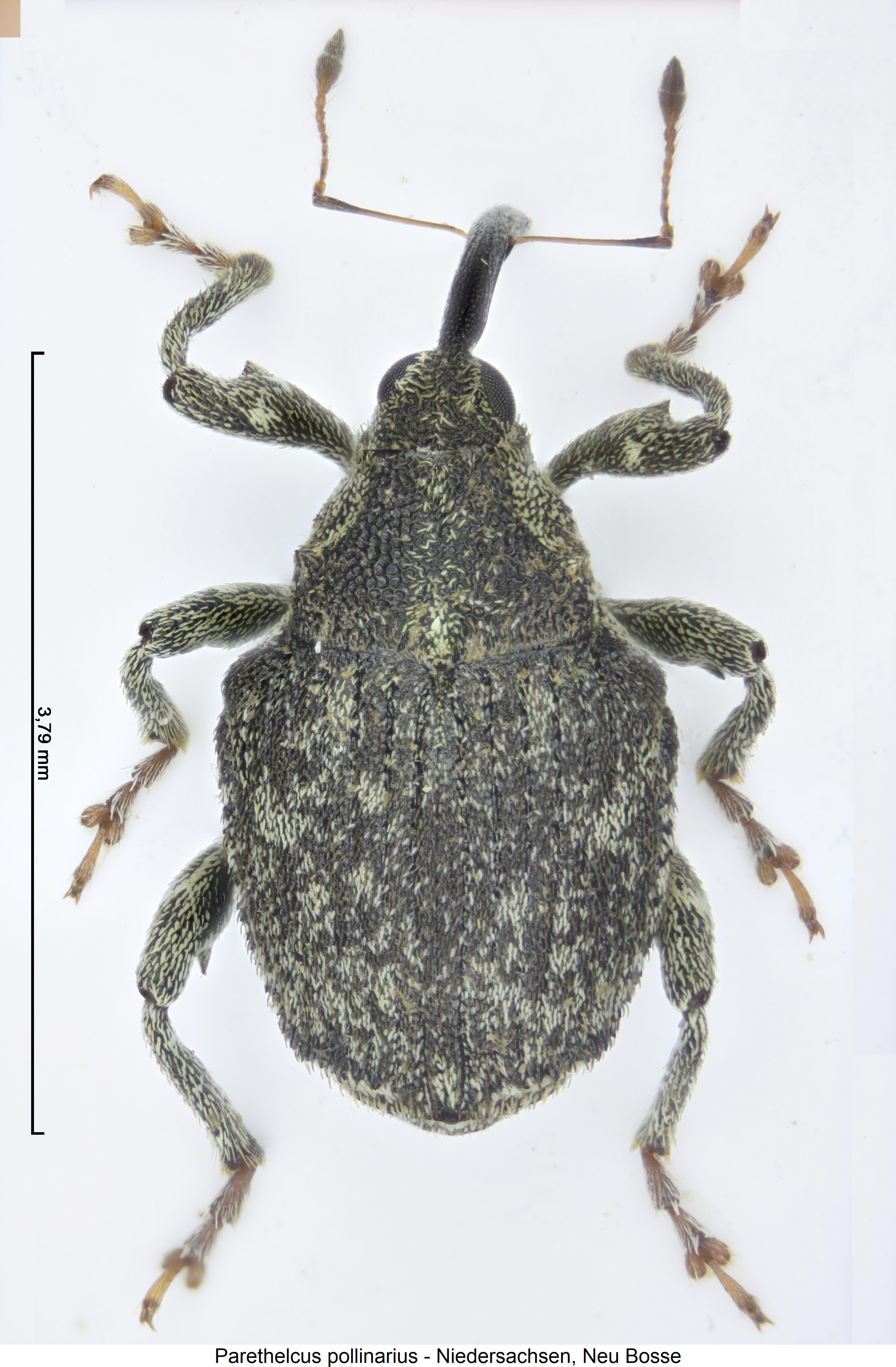 parethelcus_pollinarius_hab.jpg