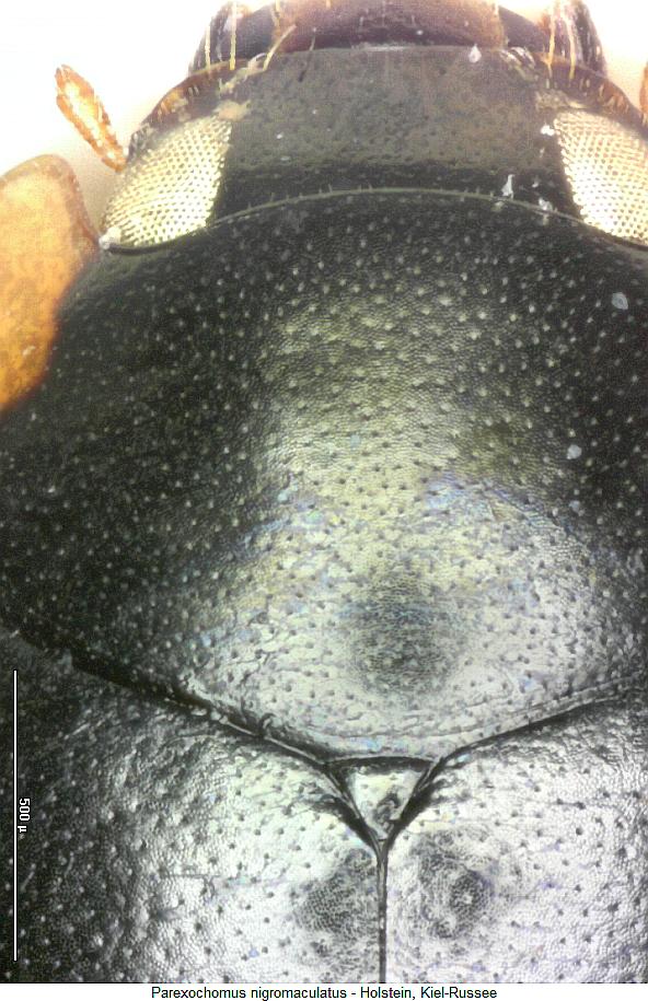 parexochomus_nigromaculatus_hsch.jpg