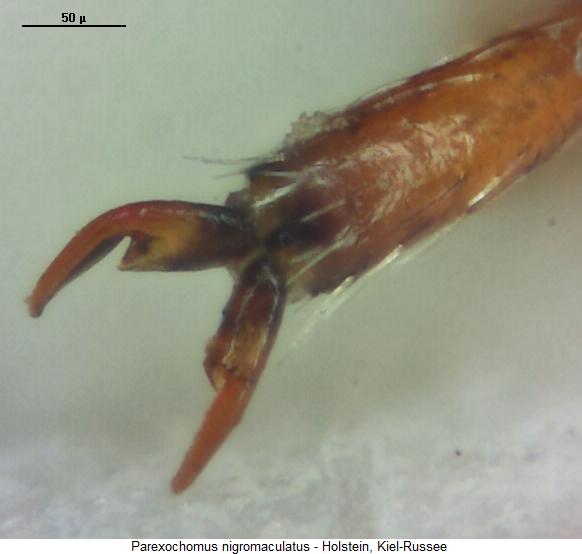 parexochomus_nigromaculatus_kl.jpg