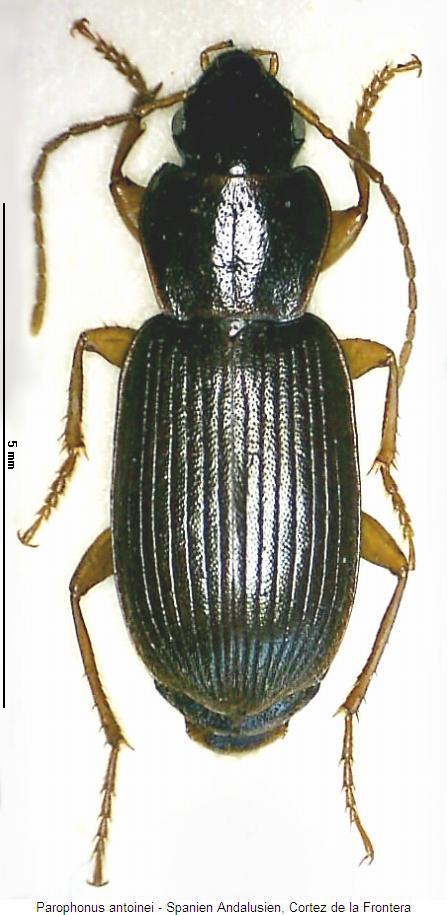 parophonus_antoinei_hab.jpg
