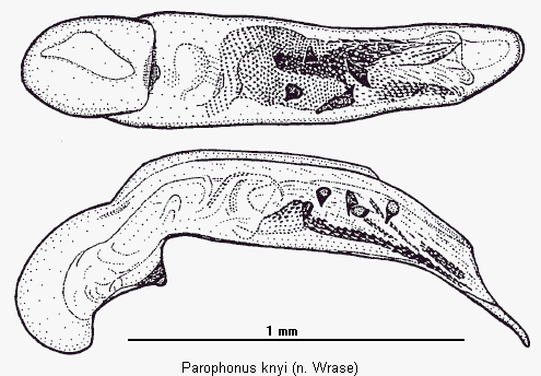 parophonus_knyi.gif