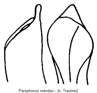 parophonus_mendax.gif