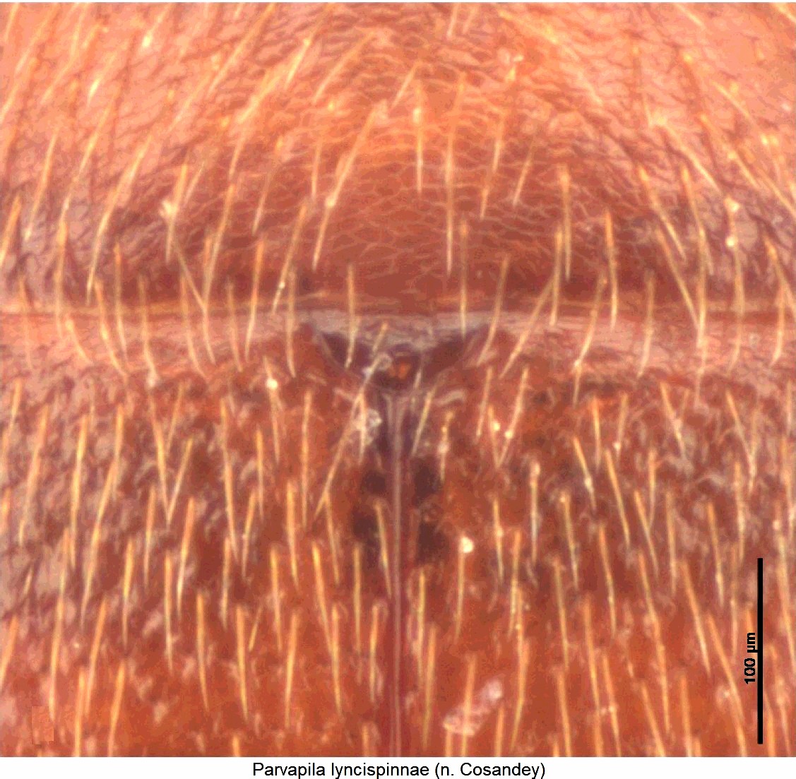 parvapila_lyncispinnae_scut.jpg