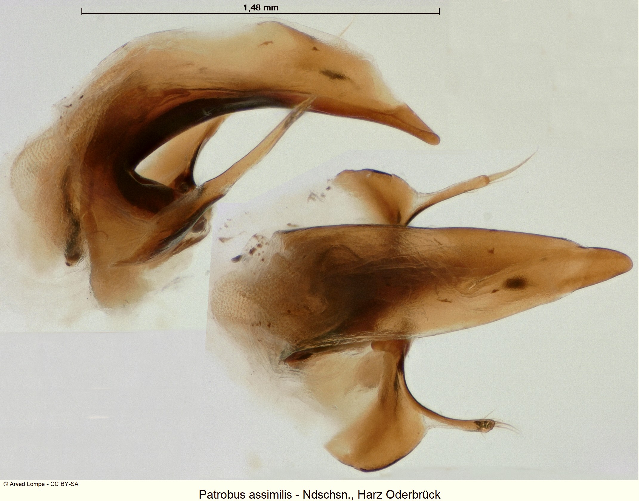 patrobus_assimilis_ck1071.jpg