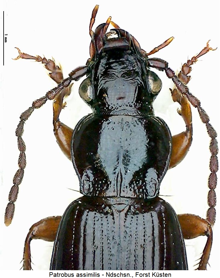 patrobus_assimilis_vk.jpg