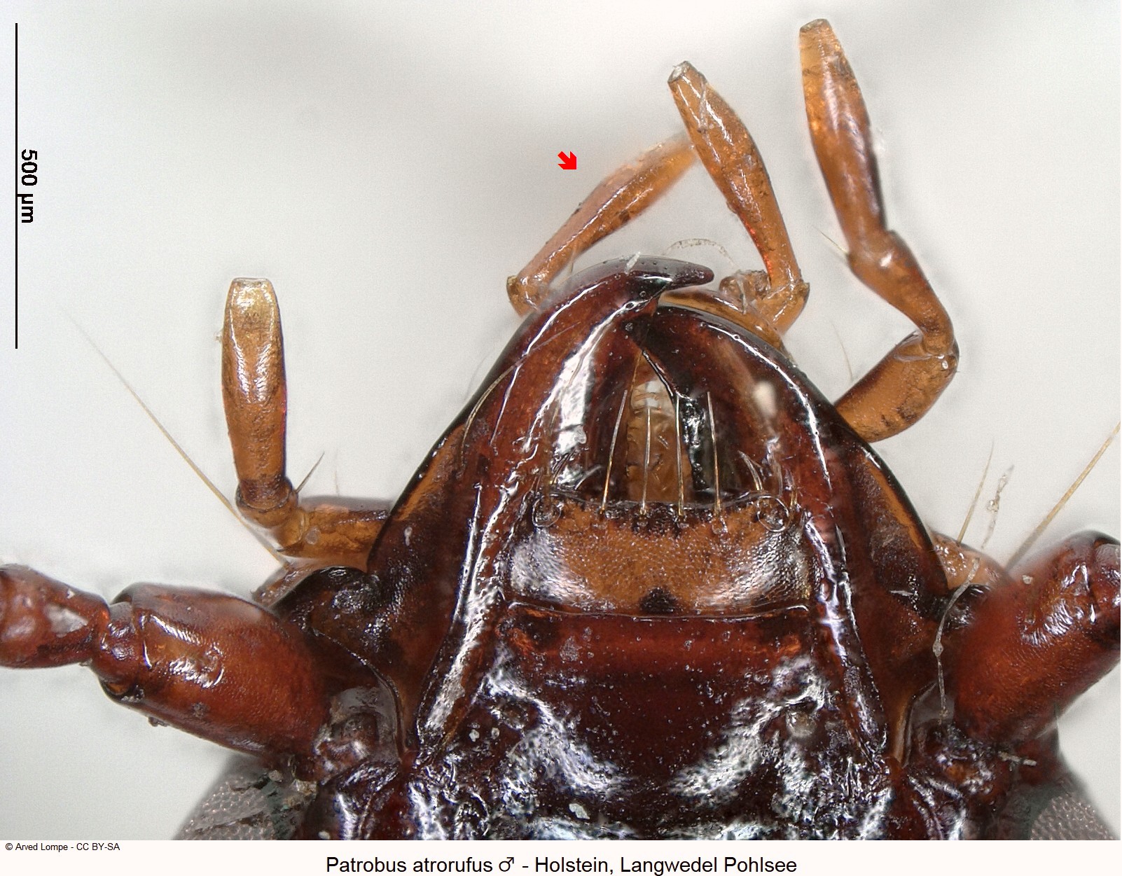 patrobus_atrorufus_m_ck1076_ts.jpg
