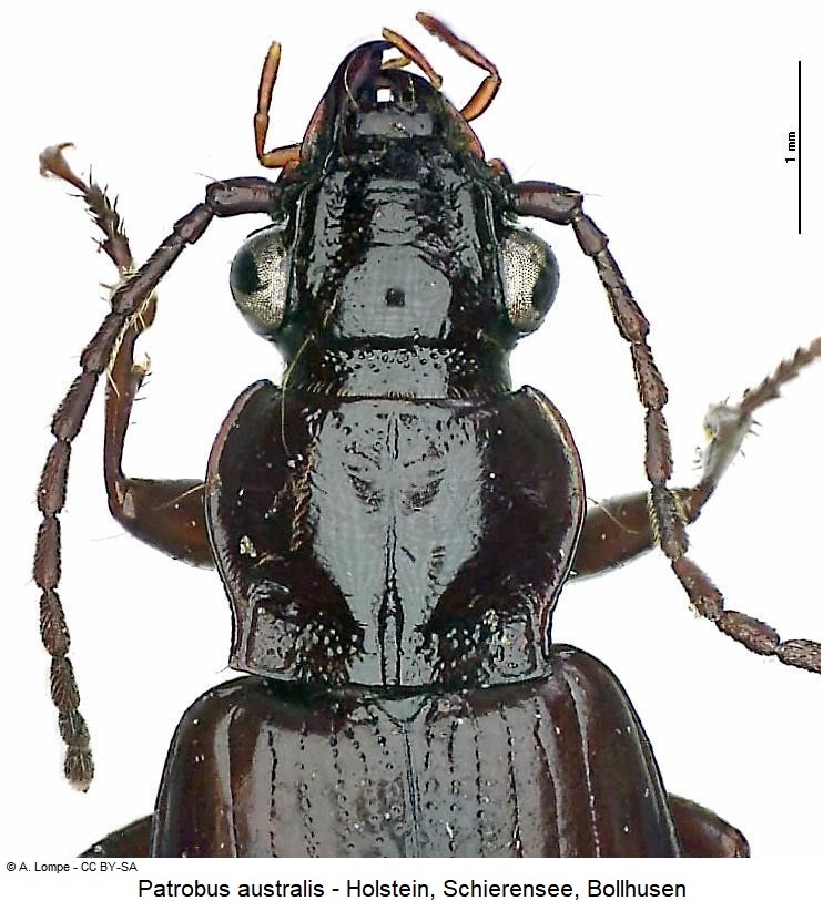 patrobus_australis_vk.jpg