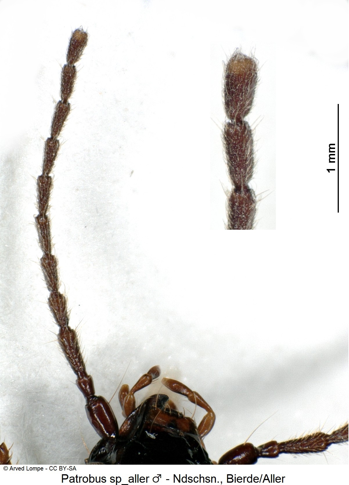 patrobus_sp_aller_m_ck18577_f.jpg